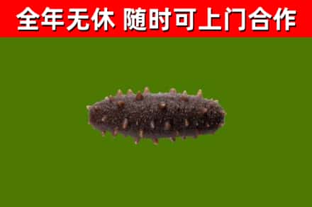 雨花台烟酒回收干海参.jpg